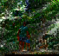 Full Day Daintree Rainforest and Mossman Gorge Tour - Accommodation Ballina