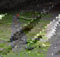 Full-Day Guided Bruny Island Tour from Hobart - Accommodation Ballina