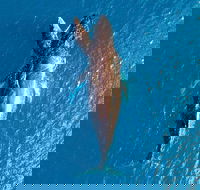 Buccaneer Explorer - Accommodation Ballina