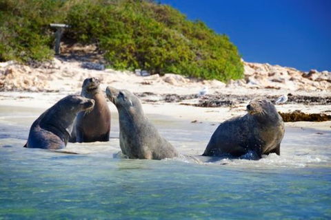 Dolphin, Penguin And Sea Lion Cruise - Accommodation Ballina 0
