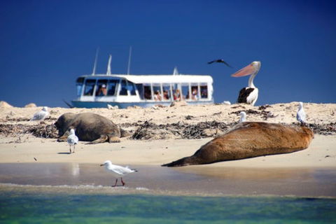 Dolphin, Penguin And Sea Lion Cruise - Accommodation Ballina 1