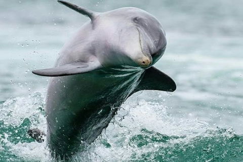 Dolphin, Penguin And Sea Lion Cruise - Accommodation Ballina 2