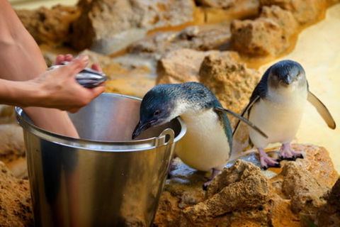 Dolphin, Penguin And Sea Lion Cruise - Accommodation Ballina 3