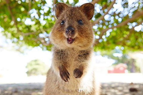 Discover Rottnest With Ferry & Bus Tour From Perth Or Fremantle - Accommodation Ballina 0