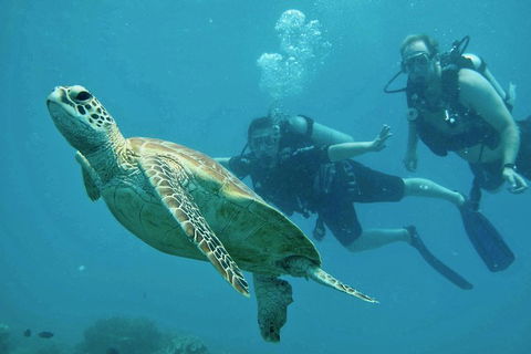 Ocean Freedom Great Barrier Reef Personal Luxury Snorkel & Dive Cruise, Cairns - Accommodation Ballina 4