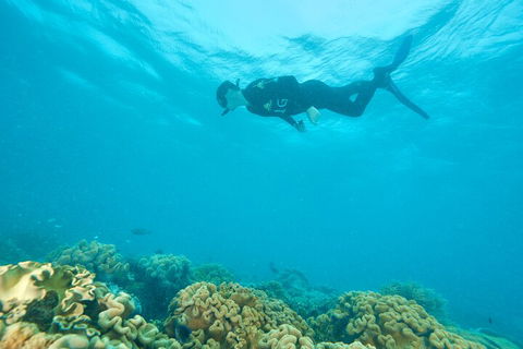 Ocean Freedom Great Barrier Reef Personal Luxury Snorkel & Dive Cruise, Cairns - Accommodation Ballina 5