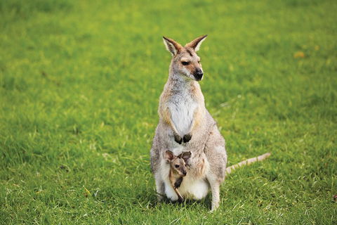 Full-Day Small-Group History And Heritage Tour Of Brisbane City - Accommodation Ballina 4