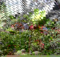 Australian Butterfly Sanctuary - Accommodation Ballina