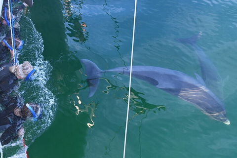 Dolphin Cruise From Adelaide With Optional Dolphin Swim - Accommodation Ballina 0