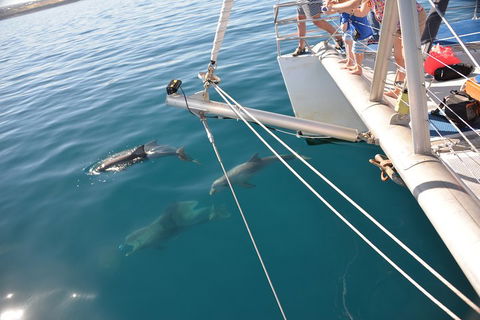 Dolphin Cruise From Adelaide With Optional Dolphin Swim - Accommodation Ballina 1