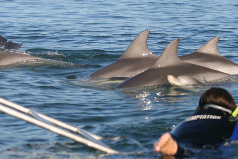 Dolphin Cruise From Adelaide With Optional Dolphin Swim - Accommodation Ballina 2