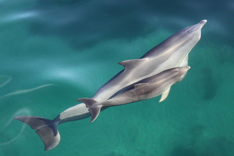 Dolphin Cruise From Adelaide With Optional Dolphin Swim - Accommodation Ballina 4
