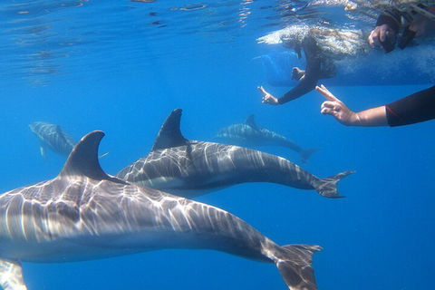 Dolphin Cruise From Adelaide With Optional Dolphin Swim - Accommodation Ballina 5
