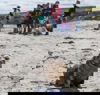 Kangaroo Island in a Day Tour from Adelaide - Accommodation Ballina