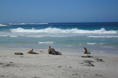 Kangaroo Island In A Day Tour From Adelaide - Accommodation Ballina 1