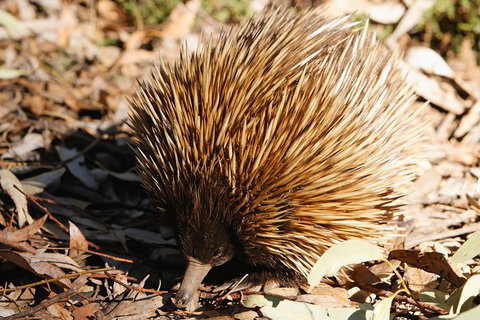 Kangaroo Island In A Day Tour From Adelaide - Accommodation Ballina 2