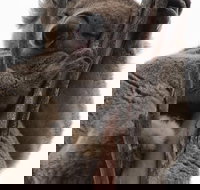 2-Day Kangaroo Island 4WD Small-Group Tour from Adelaide - Accommodation Ballina