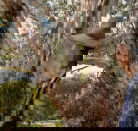 NEW TOUR - Kangaroo Island Road to Recovery Tour 1 Day/1 Night - Accommodation Ballina