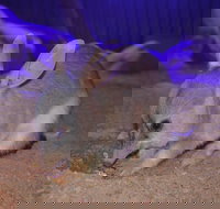 Kuranda Wildlife Experience Three Attraction Pass - Accommodation Ballina