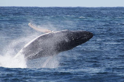 Whale Watching By Sea World Cruises - Accommodation Ballina 0