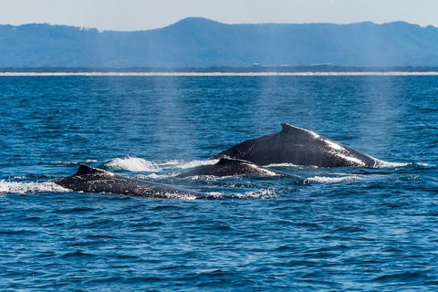 Whale Watching By Sea World Cruises - Accommodation Ballina 4