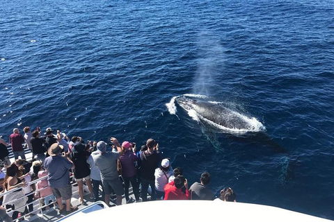 Whale Watching By Sea World Cruises - Accommodation Ballina 5