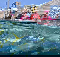 Outer Reef Pontoon Experience from Cairns - Accommodation Ballina