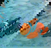 Seastar Luxury Outer Great Barrier Reef Island and Reef Tour from Cairns - Accommodation Ballina