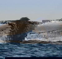 Sydney Whale-Watching Cruise Including Lunch or Breakfast - Accommodation Ballina