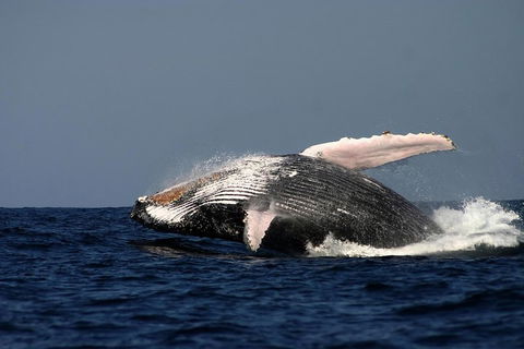 Sydney Whale-Watching Cruise Including Lunch Or Breakfast - Accommodation Ballina 1