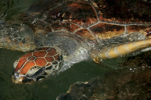 Cape Leveque 4WD Tour From Broome With Optional Return Flight - Accommodation Ballina 2