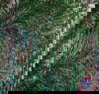 Atherton Tablelands Rain Forest by Night from Cairns - Accommodation Ballina