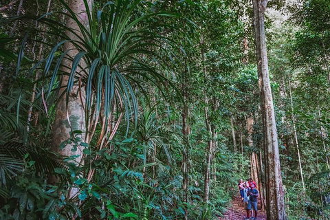 Atherton Tablelands Rain Forest By Night From Cairns - Accommodation Ballina 0
