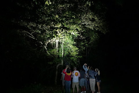 Atherton Tablelands Rain Forest By Night From Cairns - Accommodation Ballina 2
