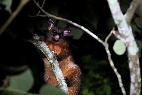 Atherton Tablelands Rain Forest By Night From Cairns - Accommodation Ballina 4