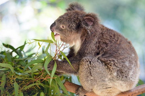 Blue Mountains Private Tour With Kangaroos & Koala Encounter - Accommodation Ballina 0