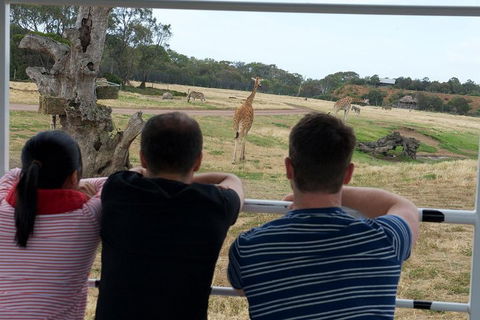 Off-Road Safari At Werribee Open Range Zoo - Accommodation Ballina 4