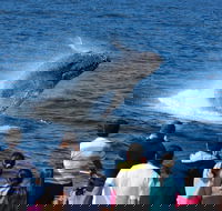 Tangalooma Island Resort Whale Watching Day Cruise - Accommodation Ballina