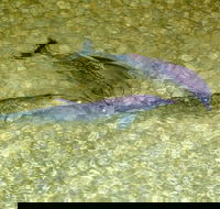 Tangalooma Island Resort Whale Watching Day Cruise with Dolphin Viewing - Accommodation Ballina