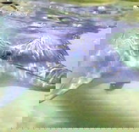 Tangalooma Island Resort Whale Watching Day Cruise with Dolphin Feeding - Accommodation Ballina