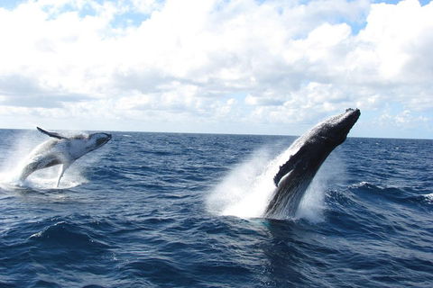 Tangalooma Island Resort Whale Watching Day Cruise With Dolphin Feeding - Accommodation Ballina 1