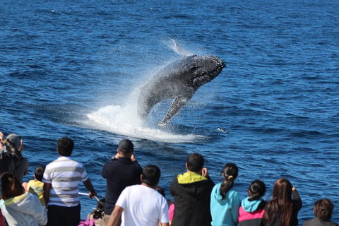 Tangalooma Island Resort Whale Watching Day Cruise With Dolphin Feeding - Accommodation Ballina 5