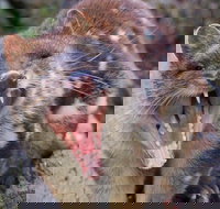 After Dark Tasmanian Devil Feeding Tour at Cradle Mountain - Accommodation Ballina