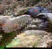 Day Keeper Tour - Accommodation Ballina