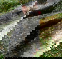 1-Hour Tasmanian Devil Feeding Day Tour at Cradle Mountain - Accommodation Ballina