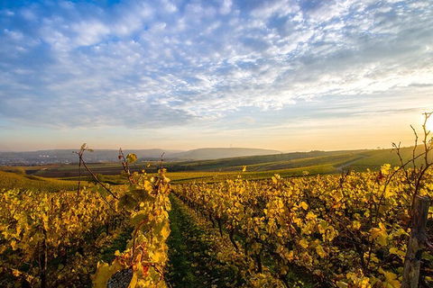 Wine Tours Sydney - Southern Highlands Day Escape, Full Day Wine Tasting Tour - Accommodation Ballina 1