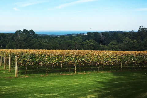 Yarra Valley Wine Tour Inc Lunch With A Glass Of Wine, Tastings And Chocolate - Accommodation Ballina 2