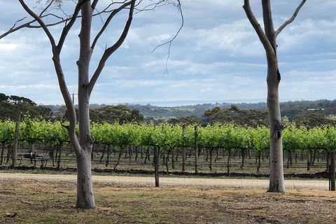 Yarra Valley Wine Tour Inc Lunch With A Glass Of Wine, Tastings And Chocolate - Accommodation Ballina 3