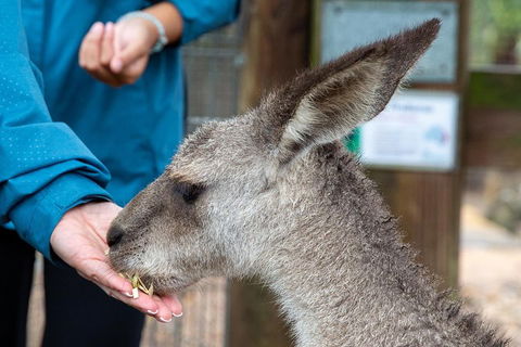 Private Blue Mountains Escape The Crowds SUV Tour - Accommodation Ballina 2