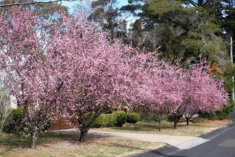 Blue Mountains - Accommodation Ballina 1